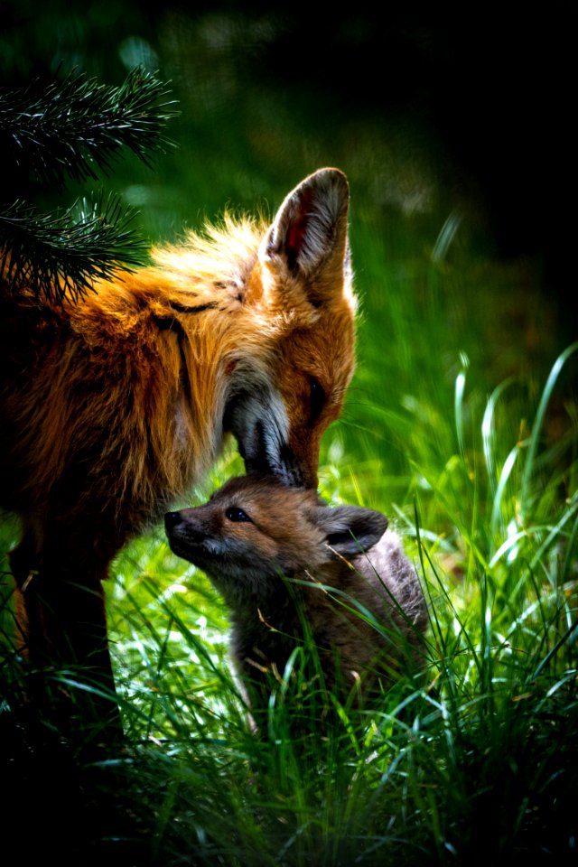 Red Fox and Kit