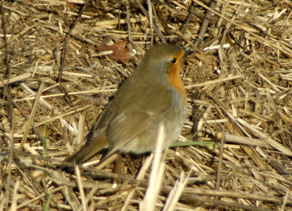 Robin photo