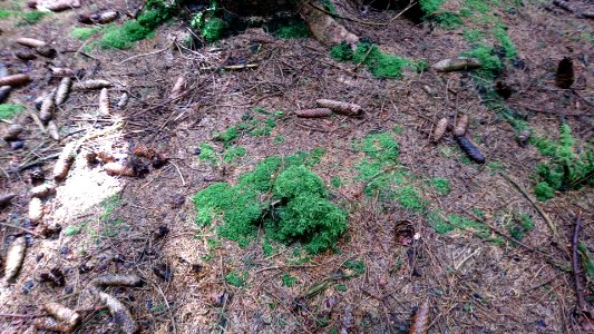 Moss
