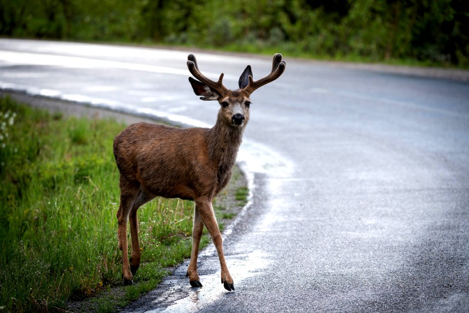 Mule Deer Crossing Road