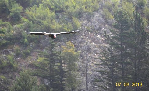 California Condor