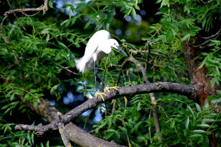 Little egret