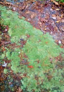 Moss