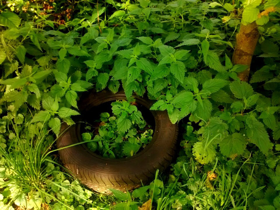 Stinging nettles