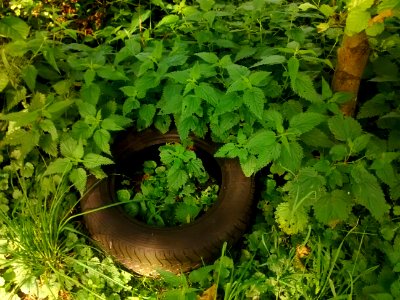 Stinging nettles photo