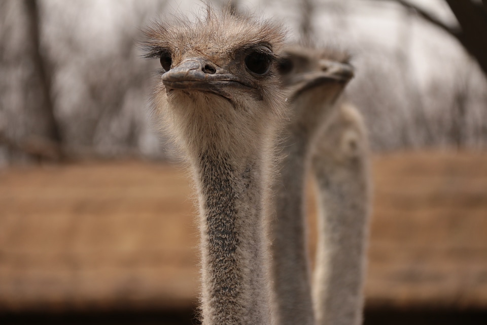 Animal the ostrich there is love