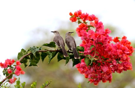 Tropical Mockingbird