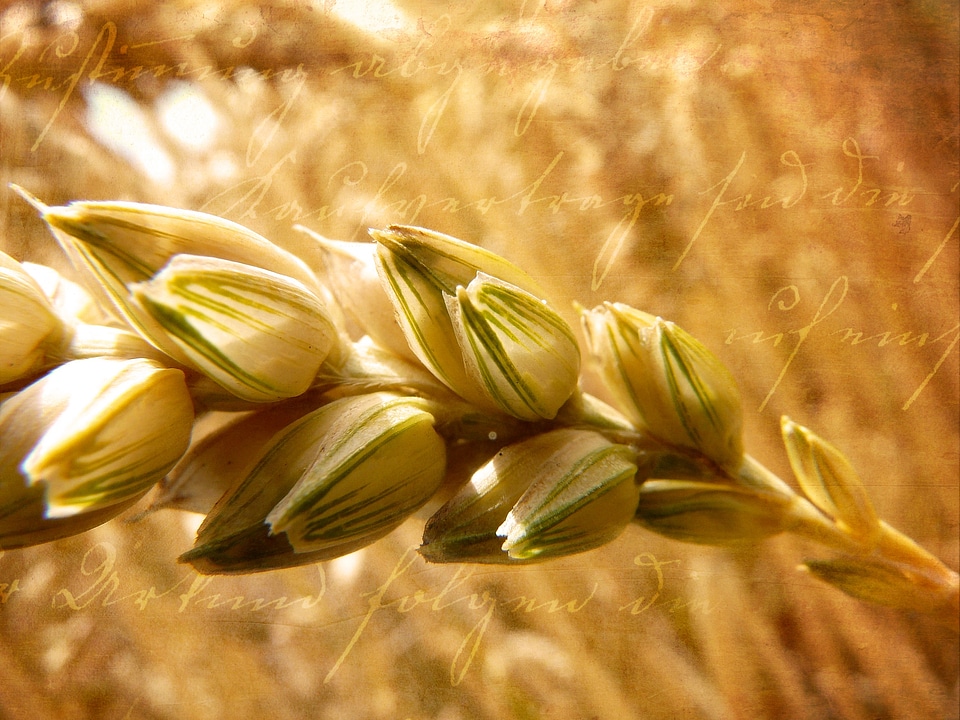 Cereals sunlight close up
