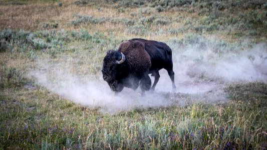 Bison