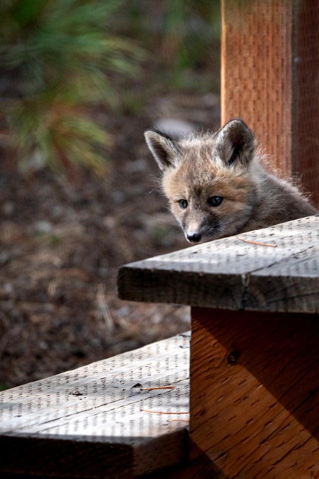 Red Fox Kit