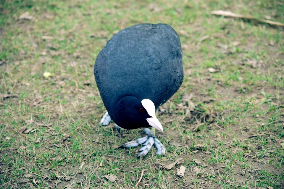 Coot in pursuit of bread