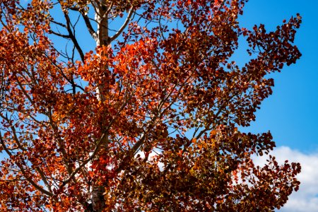 Fall Aspen Tree photo