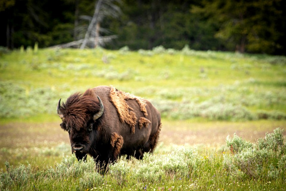 Bison