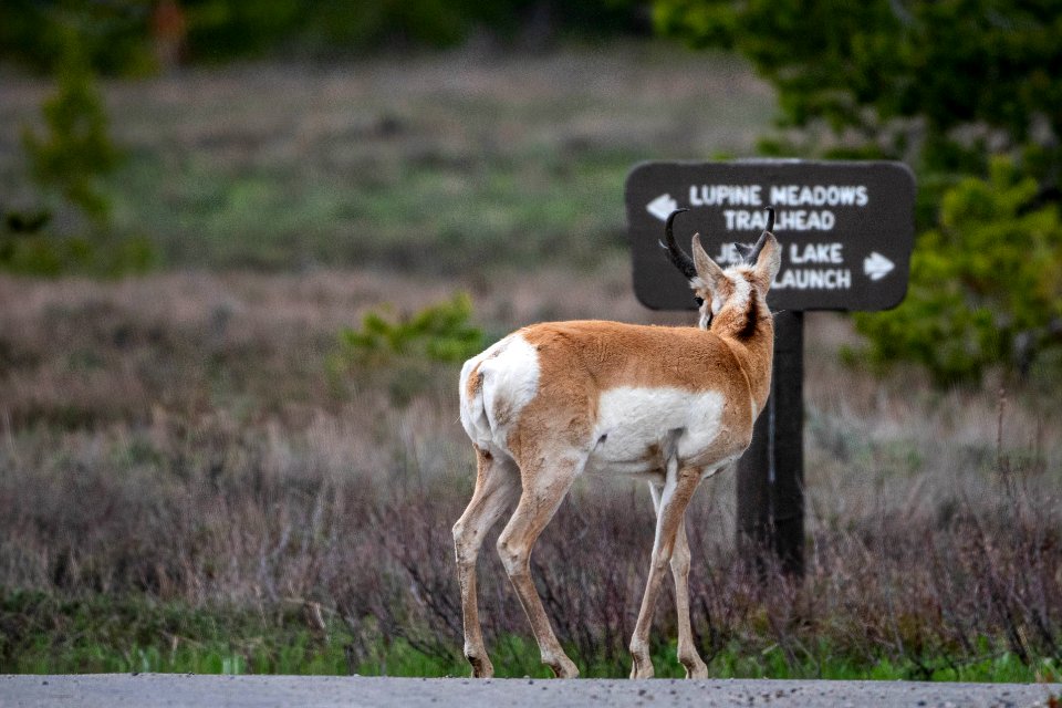 Pronghorn and park sign