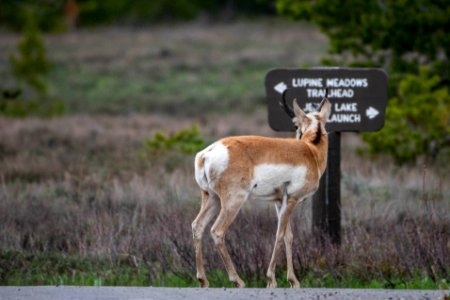 Pronghorn and park sign