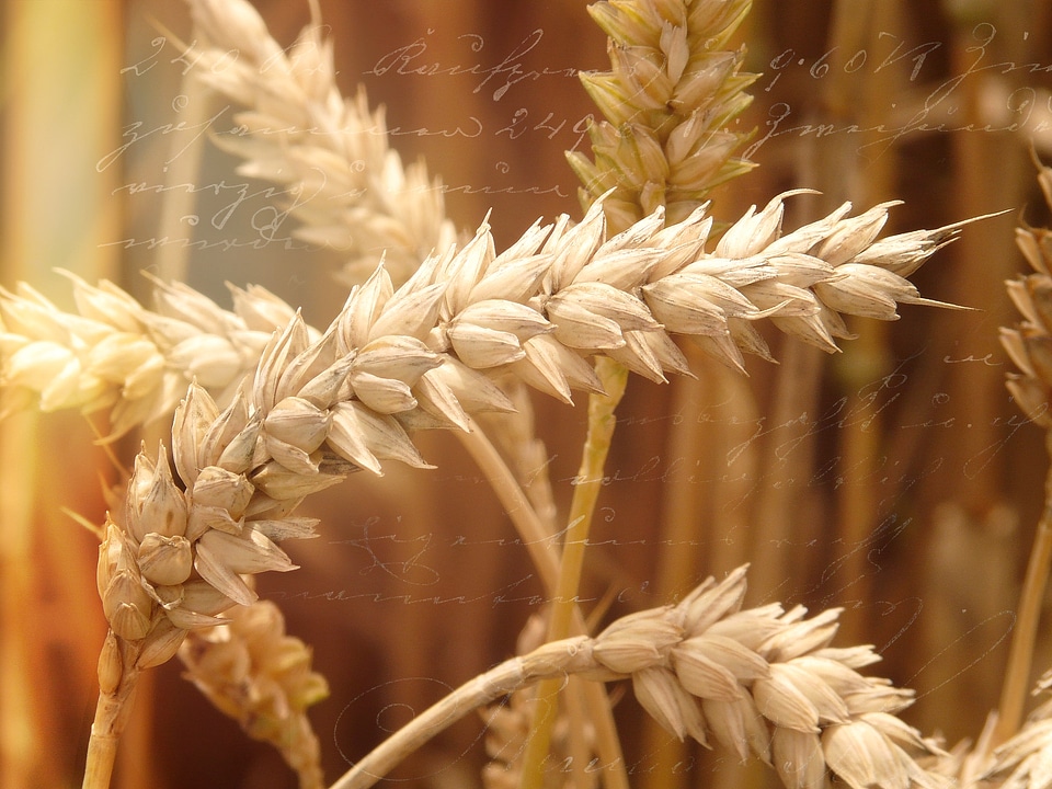 Grain cornfield cereals