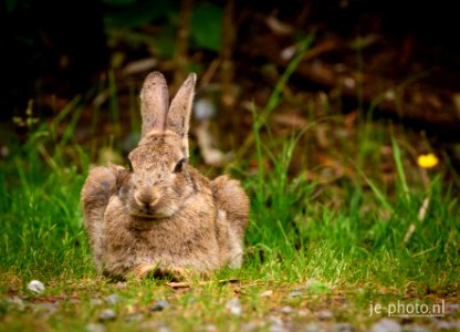 Easter Bunny