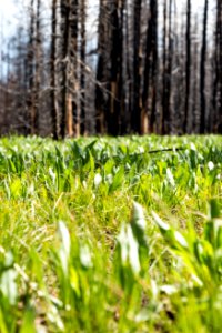 Grasses Flourish through the Berry Fire Burn Area which took place in the Summer of 2016