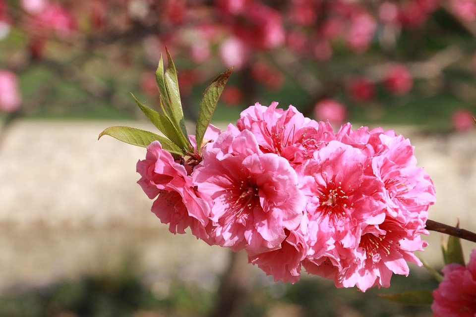 Flower spring the year april