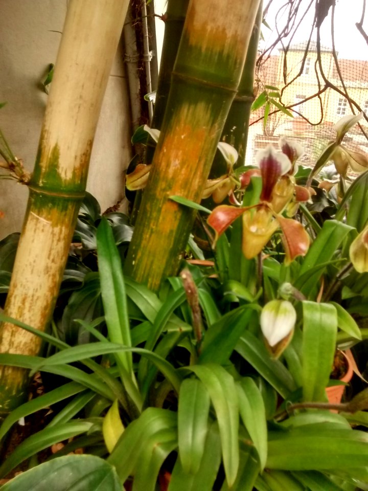 Botanical Garden