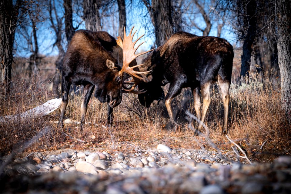 Bull moose sparring