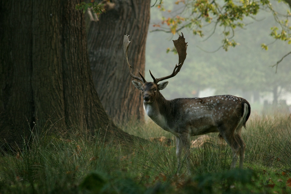 Trees stag wildlife