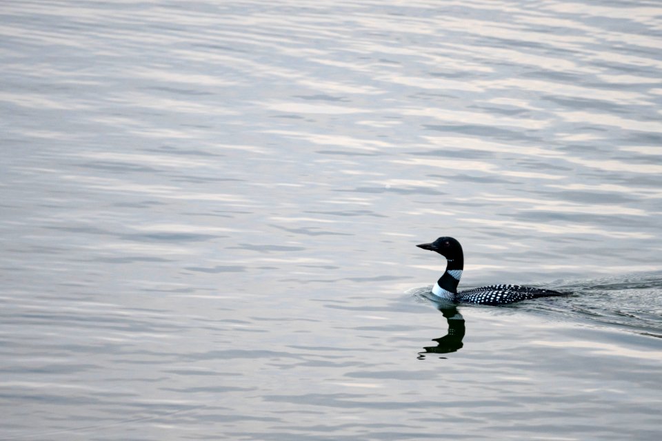 Loon