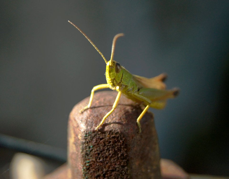 Grasshopper