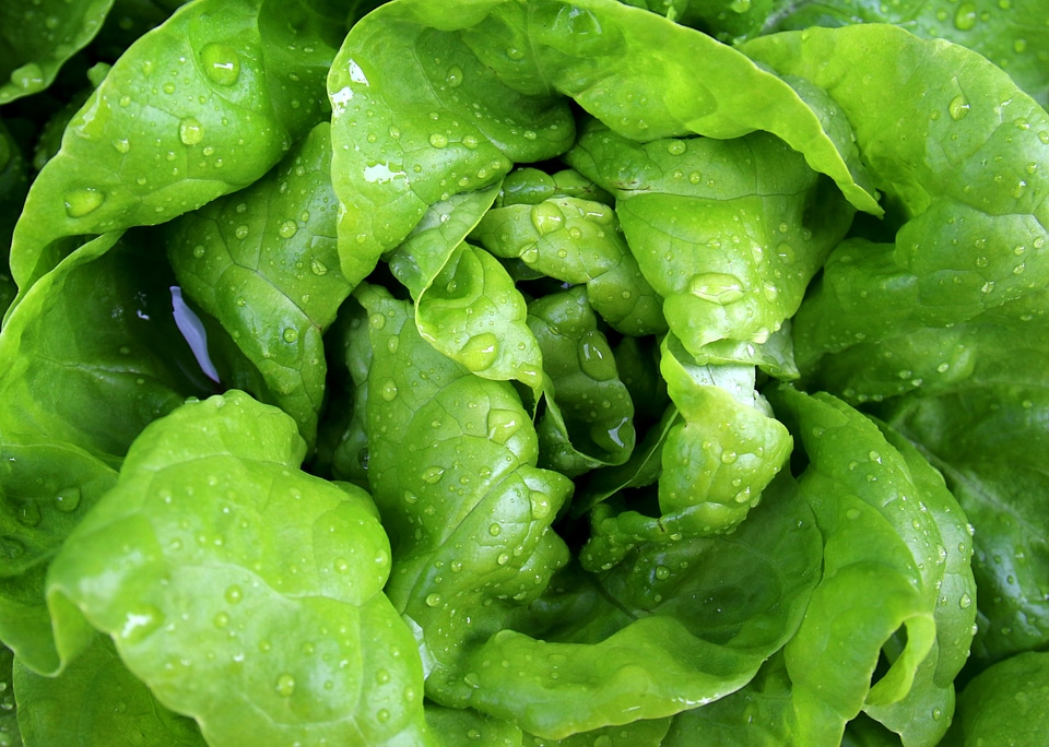 Head of lettuce fresh drop of water