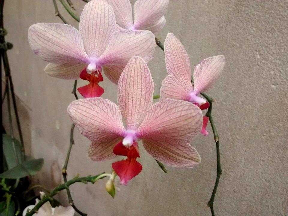 Botanical Garden
