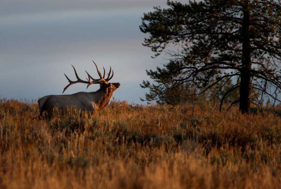 Bull Elk about to bugle
