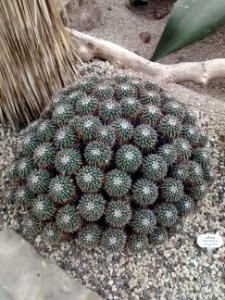 Botanical Garden