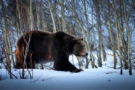 Grizzly Bear