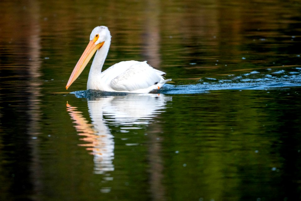 Pelican