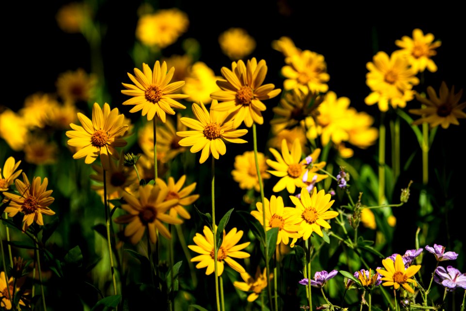 Wildflowers in Granite Canyon