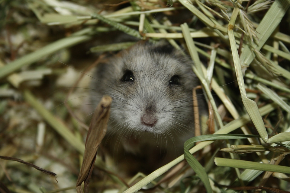 Wildlife mice nature