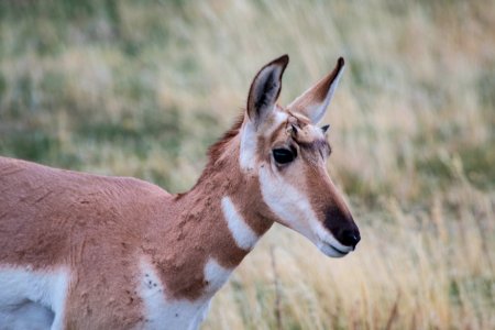 Pronghorn in the fall