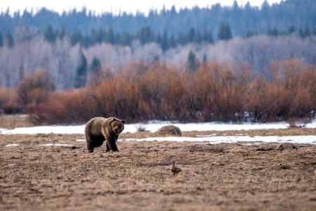 Grizzly Bear