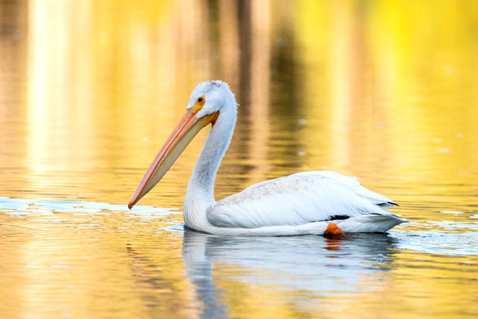 Pelican