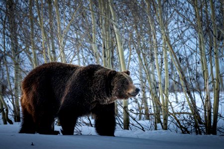 Grizzly Bear