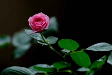 DSCF8939