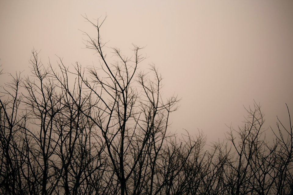 Fog