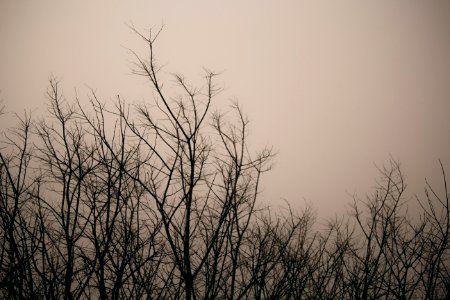 Fog