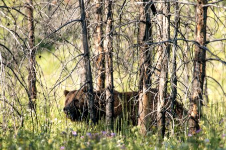 Grizzly Bear