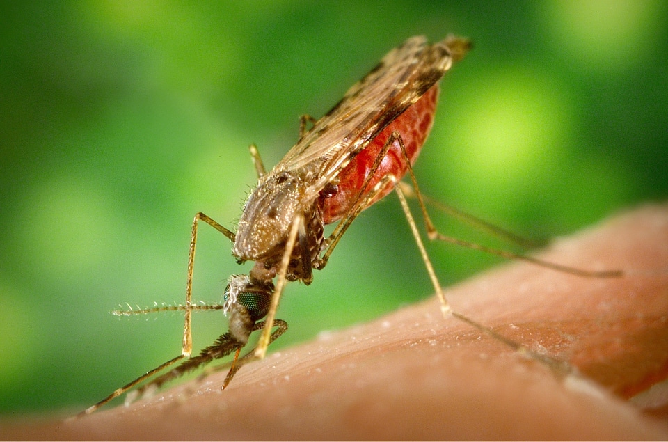Disease insect pest