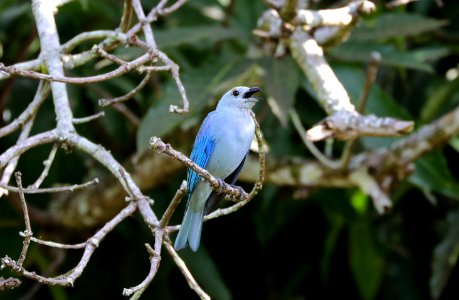 Blue-grey Tanager, Trinidad