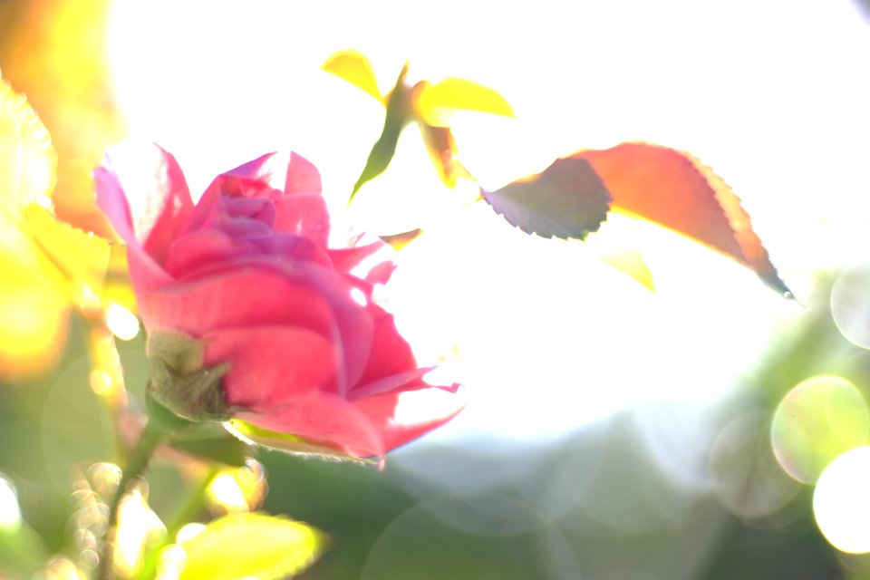 DSCF1797