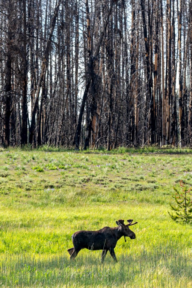 Bull Moose