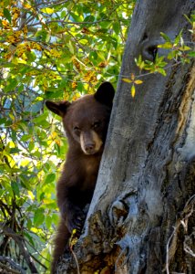 Black Bear Cub photo