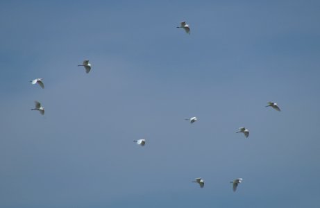 Cattle Egrets  (Bubulcus ibis)